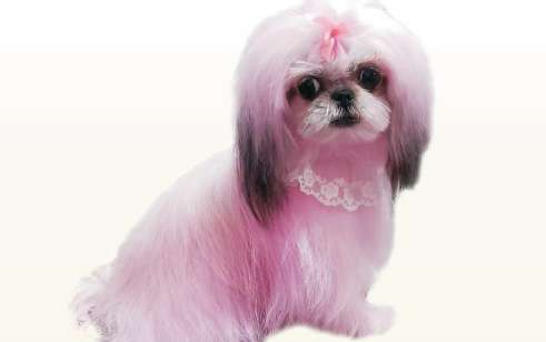 Dog fur styling Germantown TN