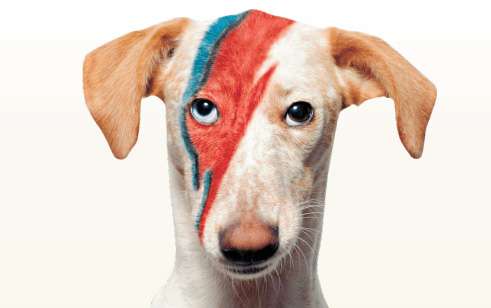 Creative pet grooming Germantown TN