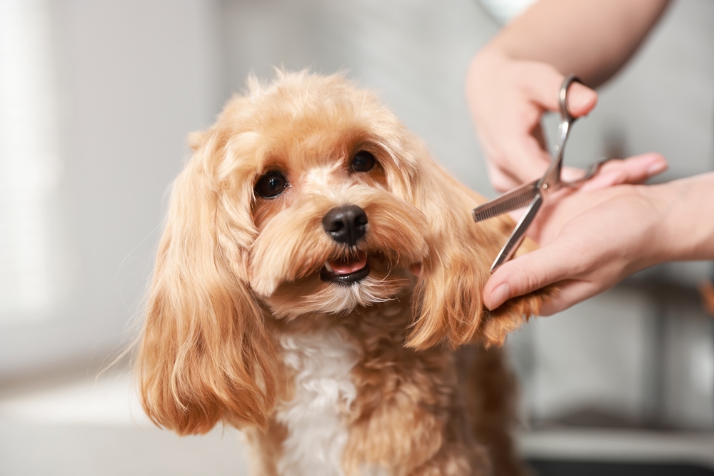 Pet Grooming Services near me in Germantown, TN
