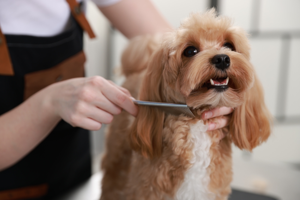 Pet Grooming Services in Germantown, TN