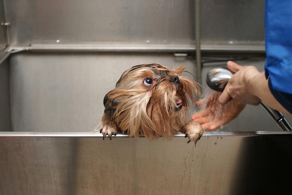 Dog Bathing Clinic in Germantown, TN