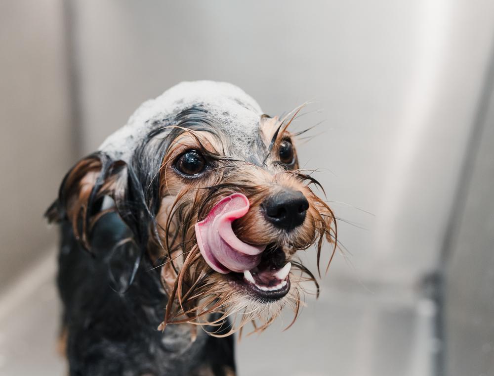 Pet Bathing Services in Germantown, TN