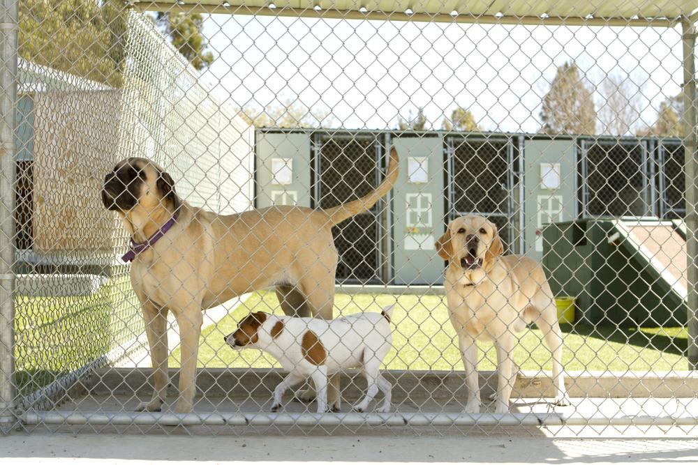 Dog Boarding In Germantown Petable (1)
