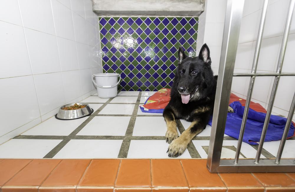 Dog Boarding In Germantown Petable (4)