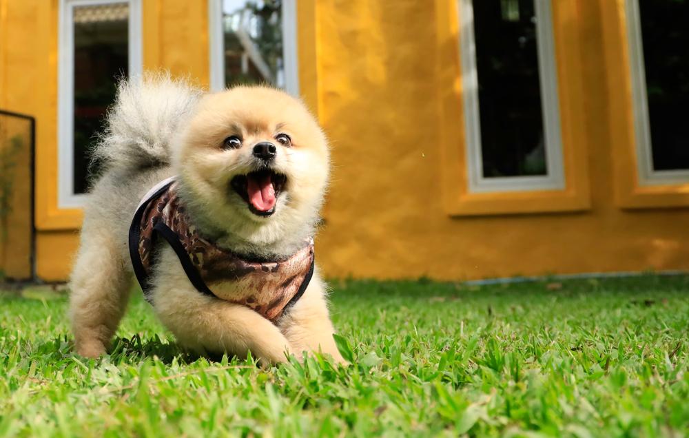 Dog Daycare in Germantown, TN