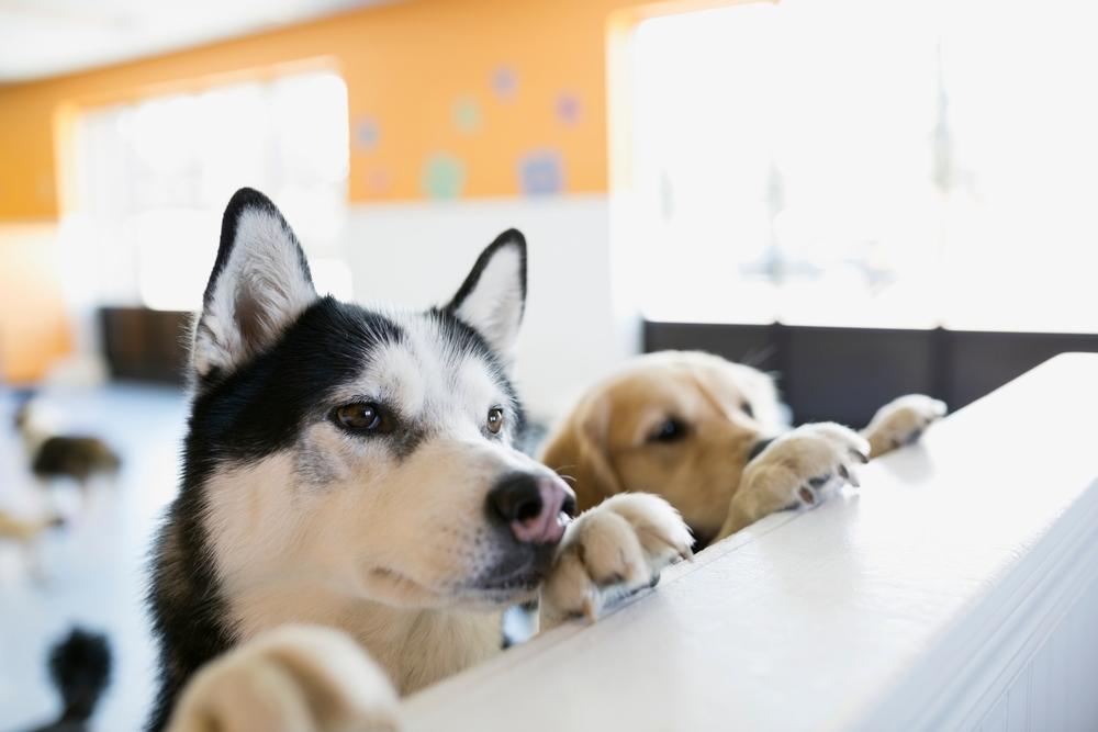 Dog Daycare near me in Germantown, TN