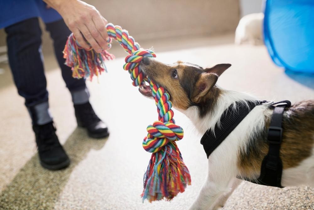 Dog Daycare Center in Germantown, TN