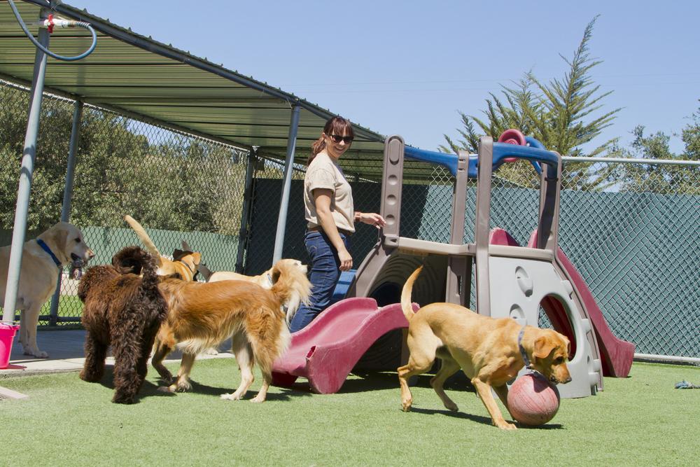 Dog Daycare Services in Germantown, TN