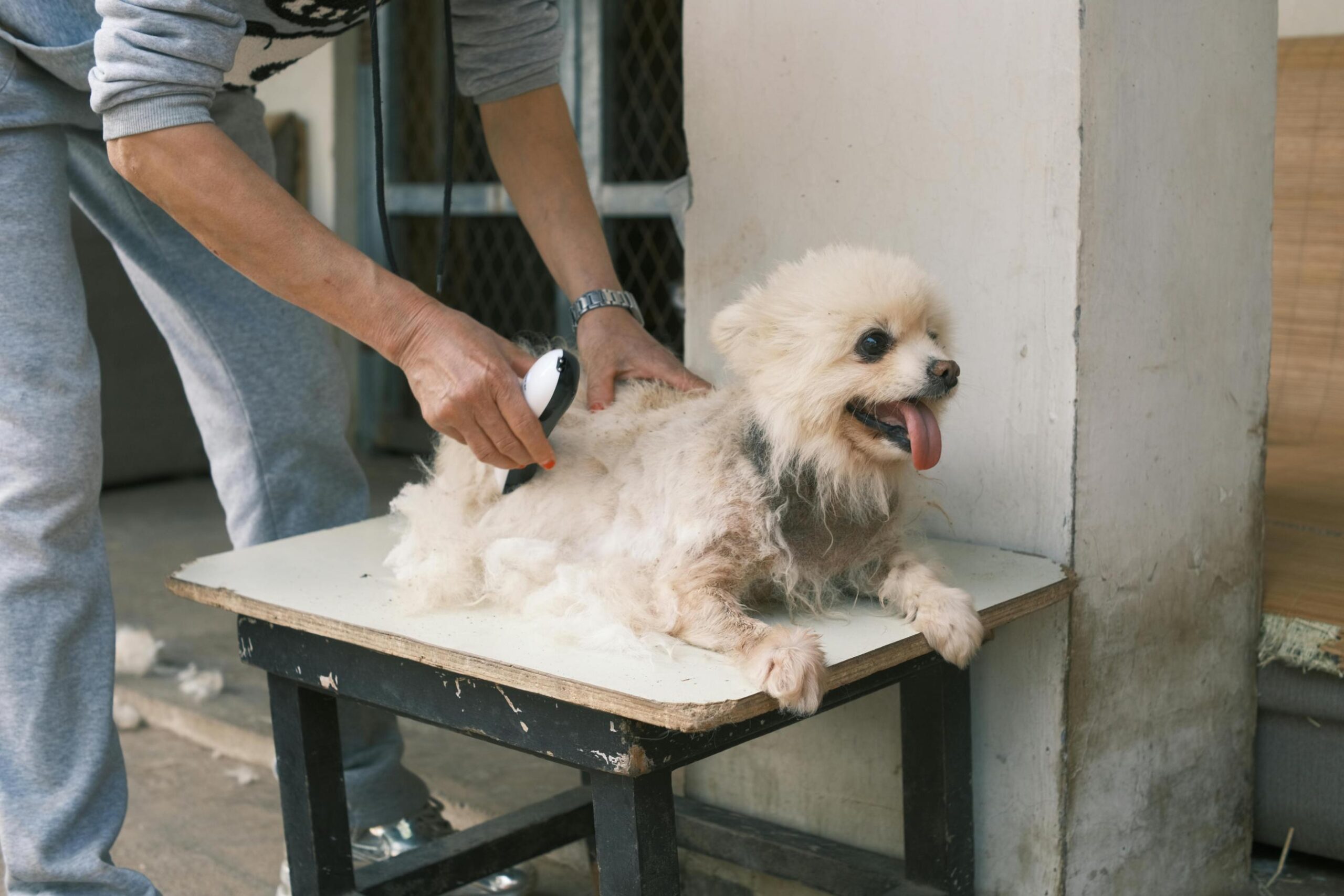 Dog De-Matting Center in Germantown, TN