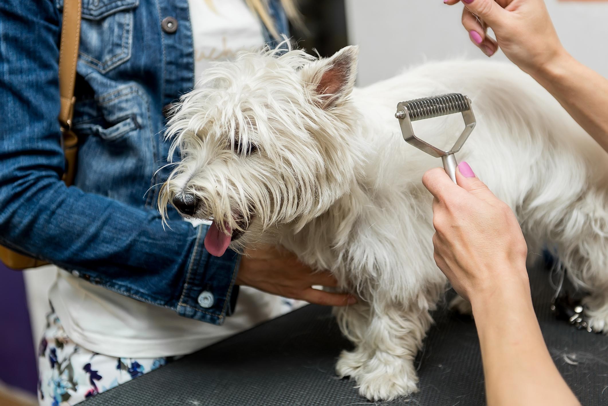 Dog De-Matting Treatment near me in Germantown, TN