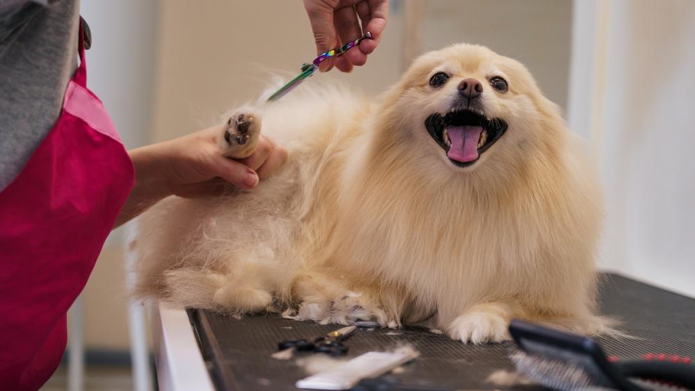 Dog De-Matting Treatment in Germantown, TN