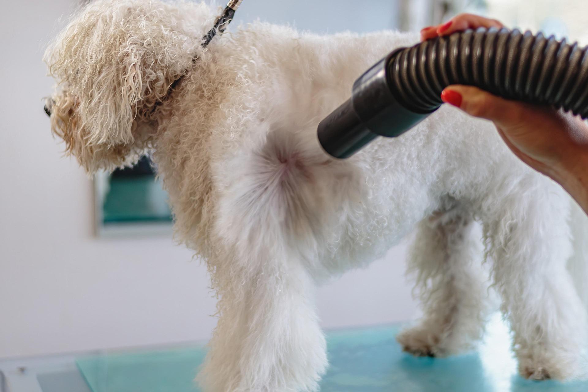 Dog De-Matting Services in Germantown, TN