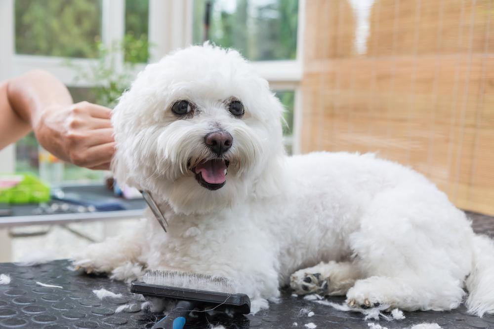 Pet De-Shedding Services in Germantown, TN