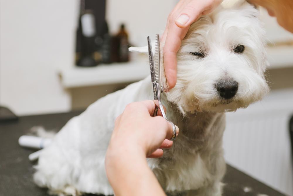 Dog De-Shedding Services near me in Germantown, TN