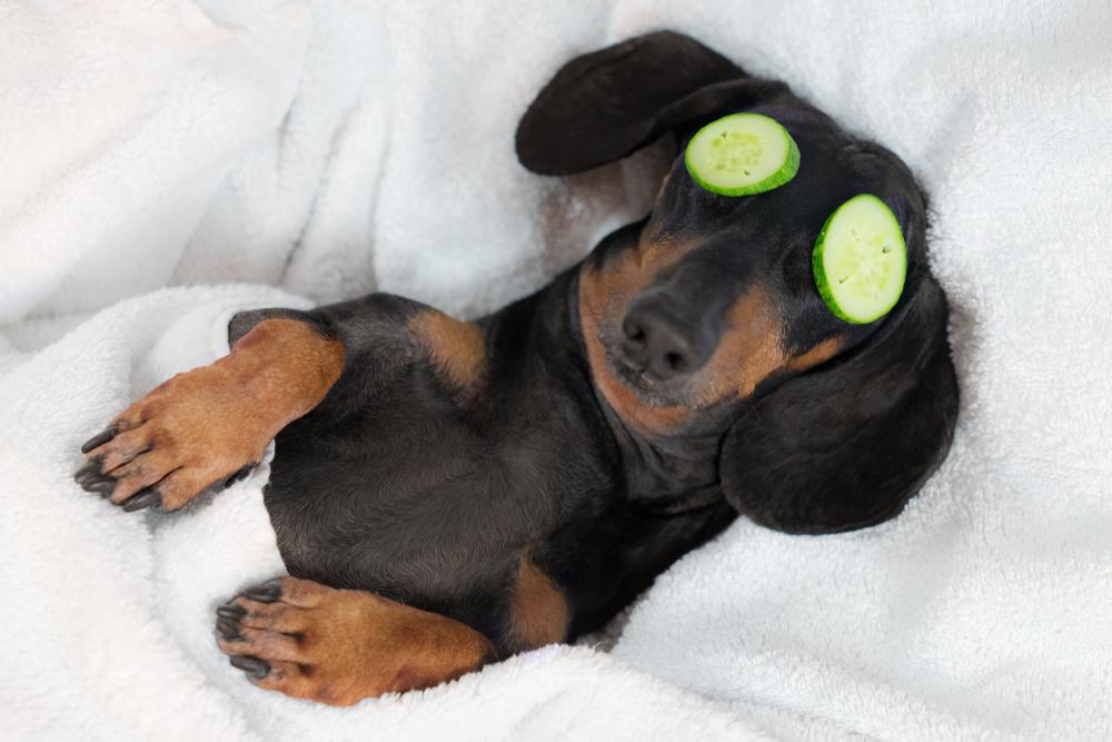 Dog Spa Center in Germantown, TN