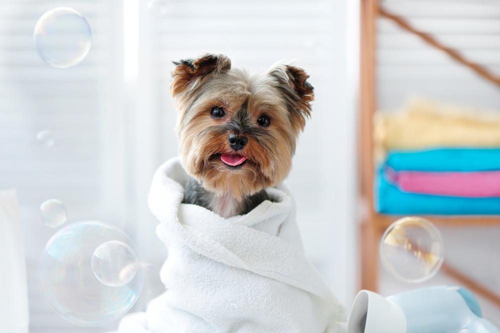 Affordable Dog Spa Services in Germantown, TN