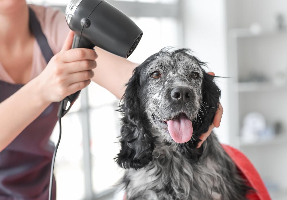 Dog Luxury Spa Services in Germantown, TN
