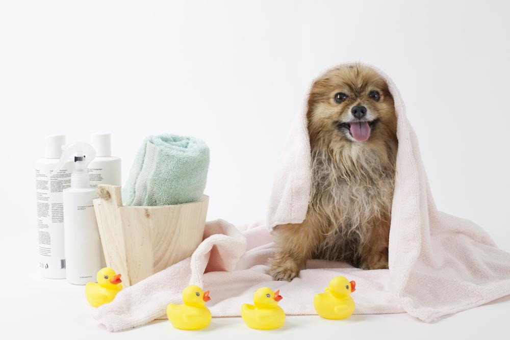 Dog Spa Services in Germantown, TN
