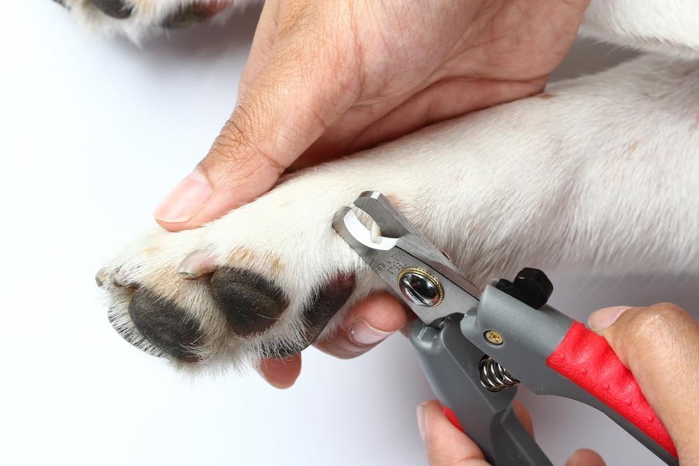Pet Nail Cutting Services in Germantown, TN