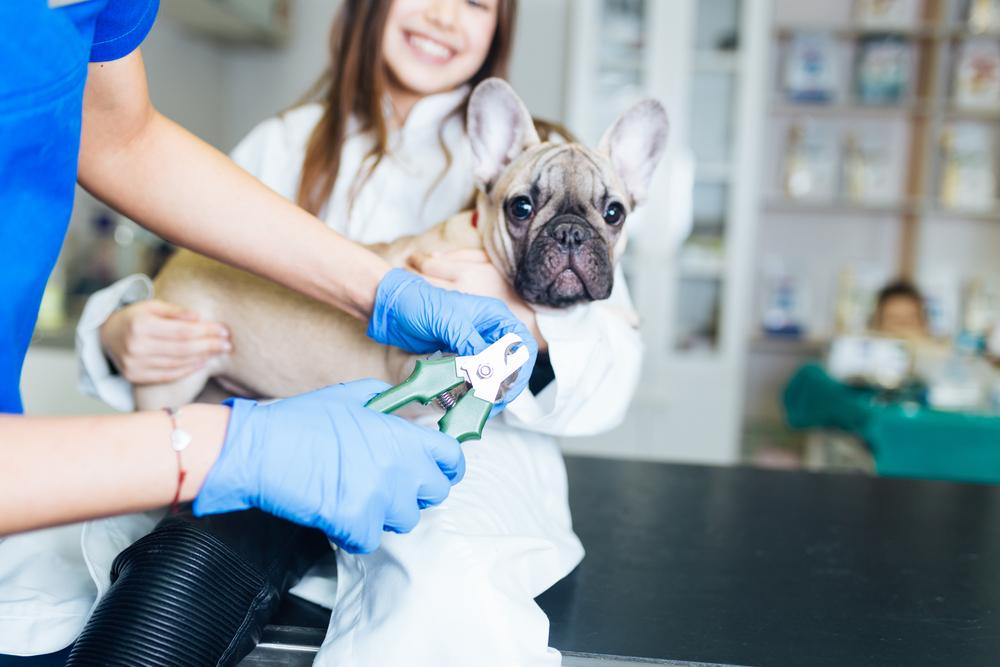 Large Breed Nail Trimming Services in Germantown, TN