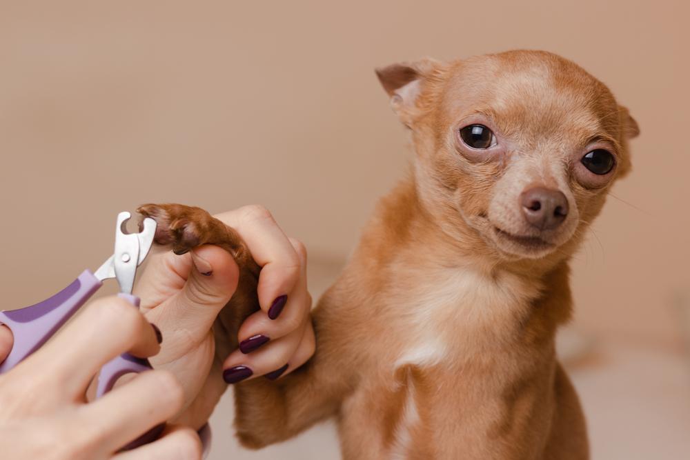 Dog Nail Cutting Services in Germantown, TN