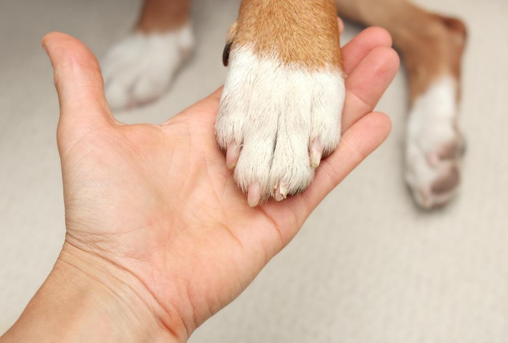 Nail Trimming Services near me in Germantown, TN