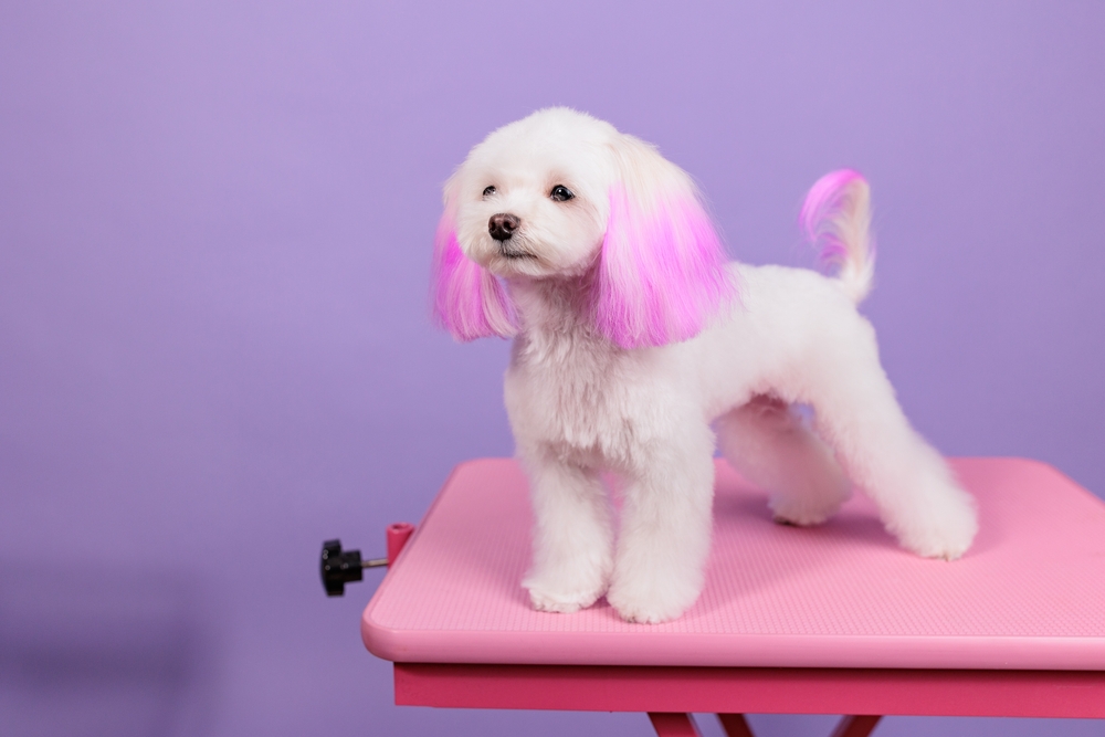 Pet Coloring and Fur Styling in Germantown, TN