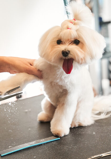 Small Breed Dog Grooming Services in Germantown, TN