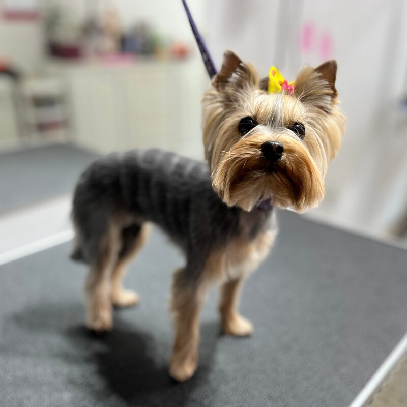 Dog Grooming Treatment near me in Germantown, TN