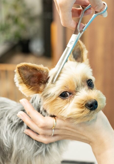 Dog Grooming Treatment in Germantown, TN