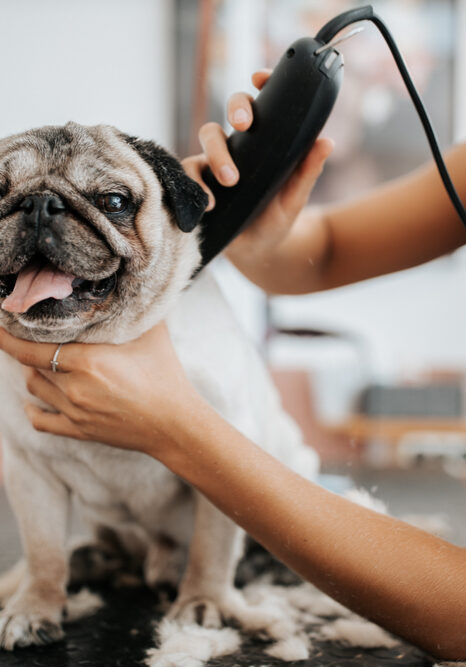 Dog Grooming Services near me in Germantown, TN