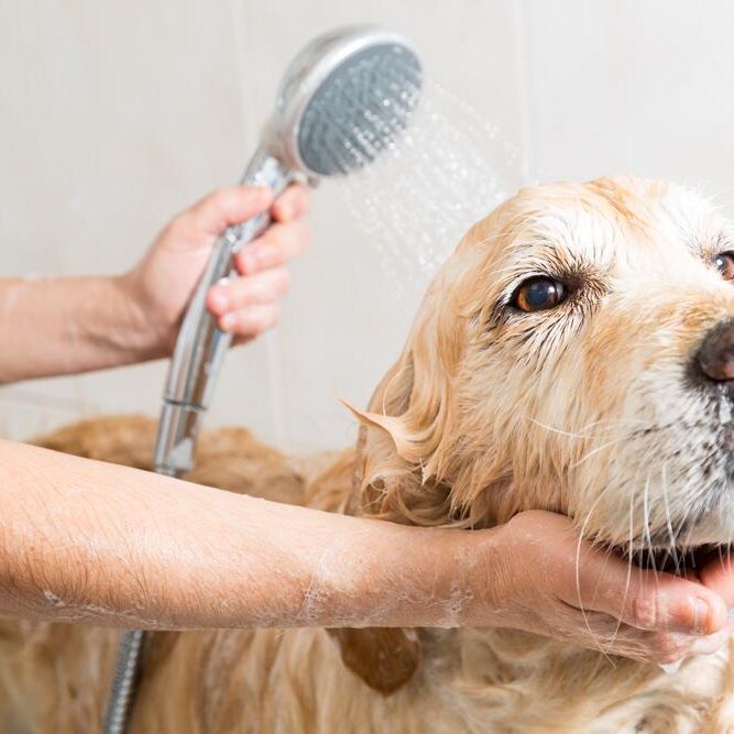 Pet Bathing Center in Germantown, TN
