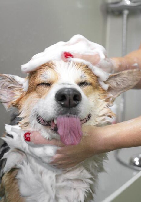 Large breed Dog Bathing Services in Germantown, TN