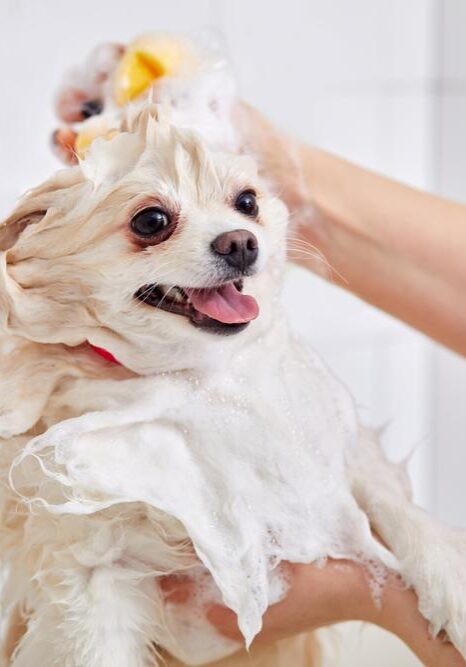 Dog Bathing Services near me in Germantown, TN