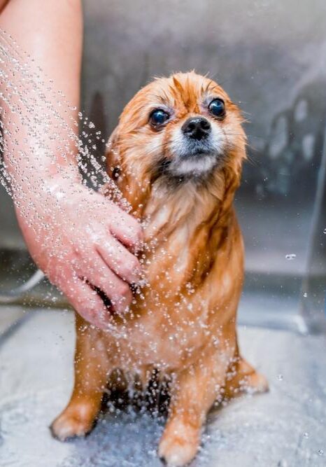 small Breed Dog Bathing Services in Germantown, TN