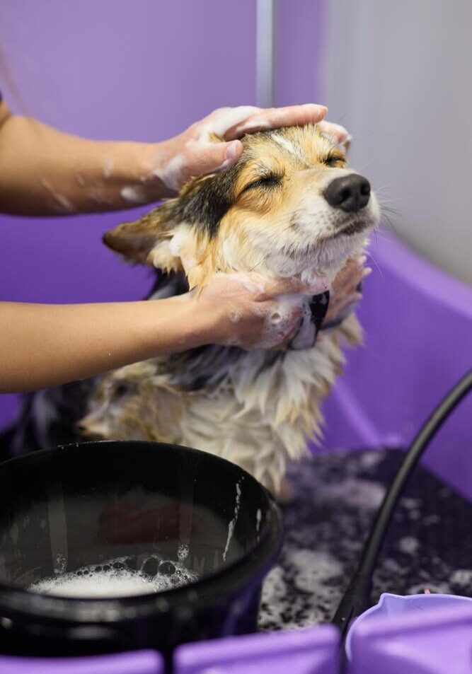 Dog Bathing Center in Germantown, TN