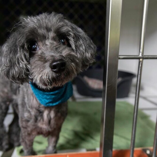 Pet Bathing Services in Germantown, TN