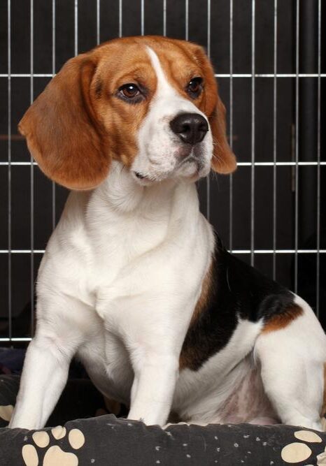 Dog Bathing Services near me in Germantown, TN