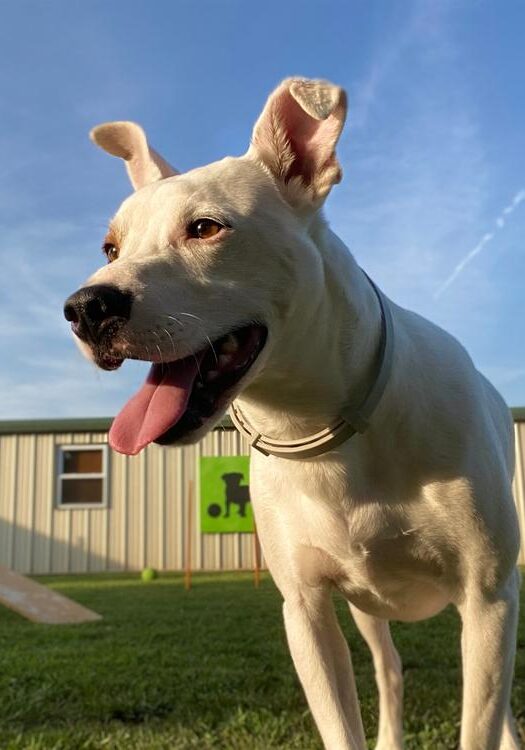 Medium Size Breed Dog Daycare in Germantown, TN