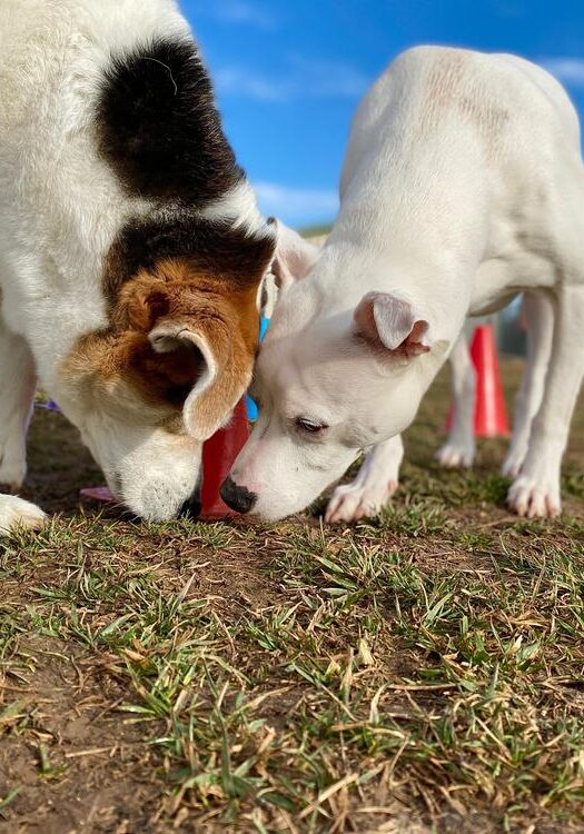 Cage Free Dog Daycare in Germantown, TN