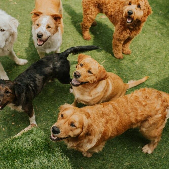 Small Dog Daycare Services in Germantown, TN