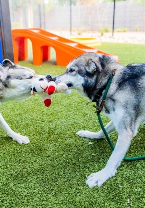 Large Breed Dog Daycare in Germantown, TN