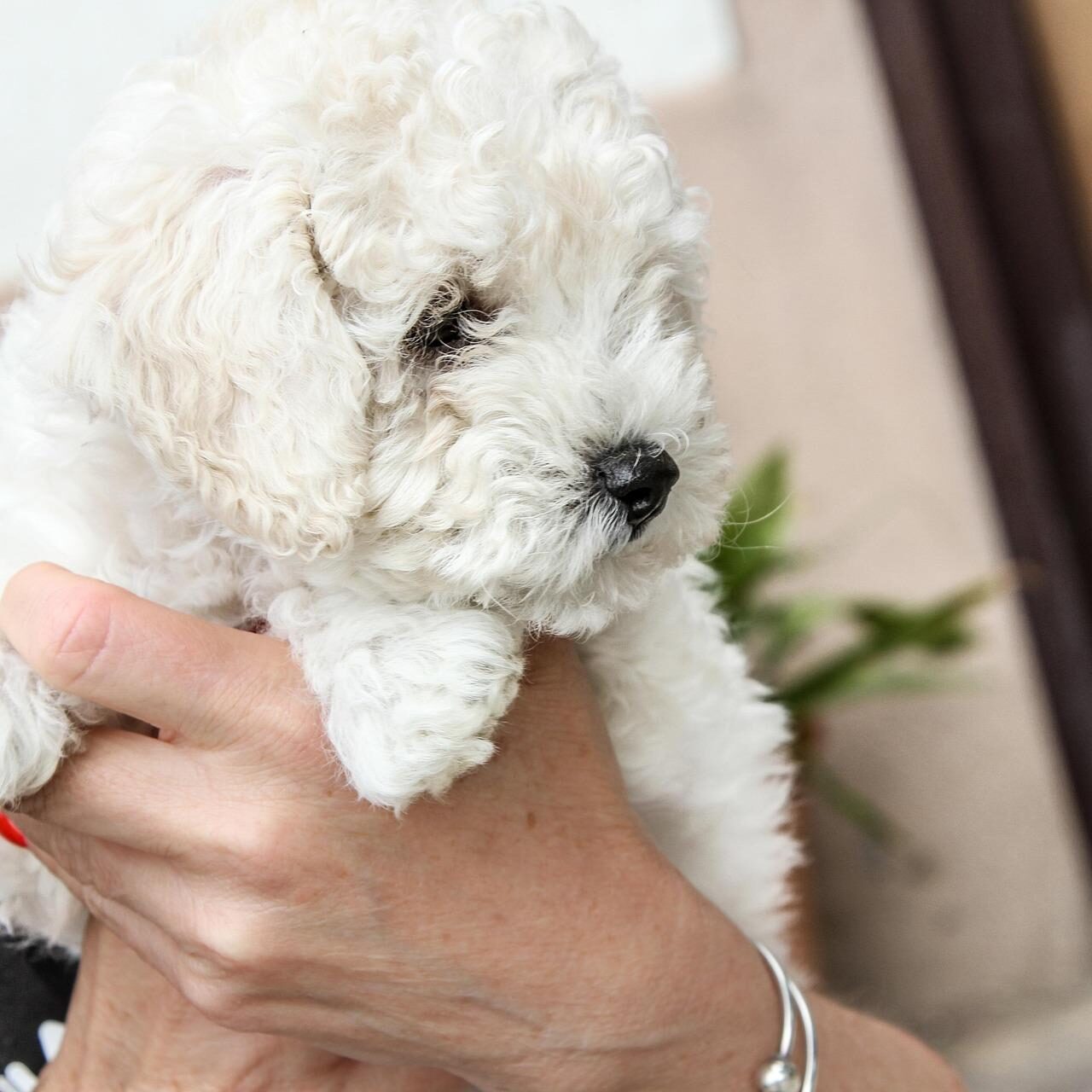 Pet De-Matting Services near me in Germantown, TN