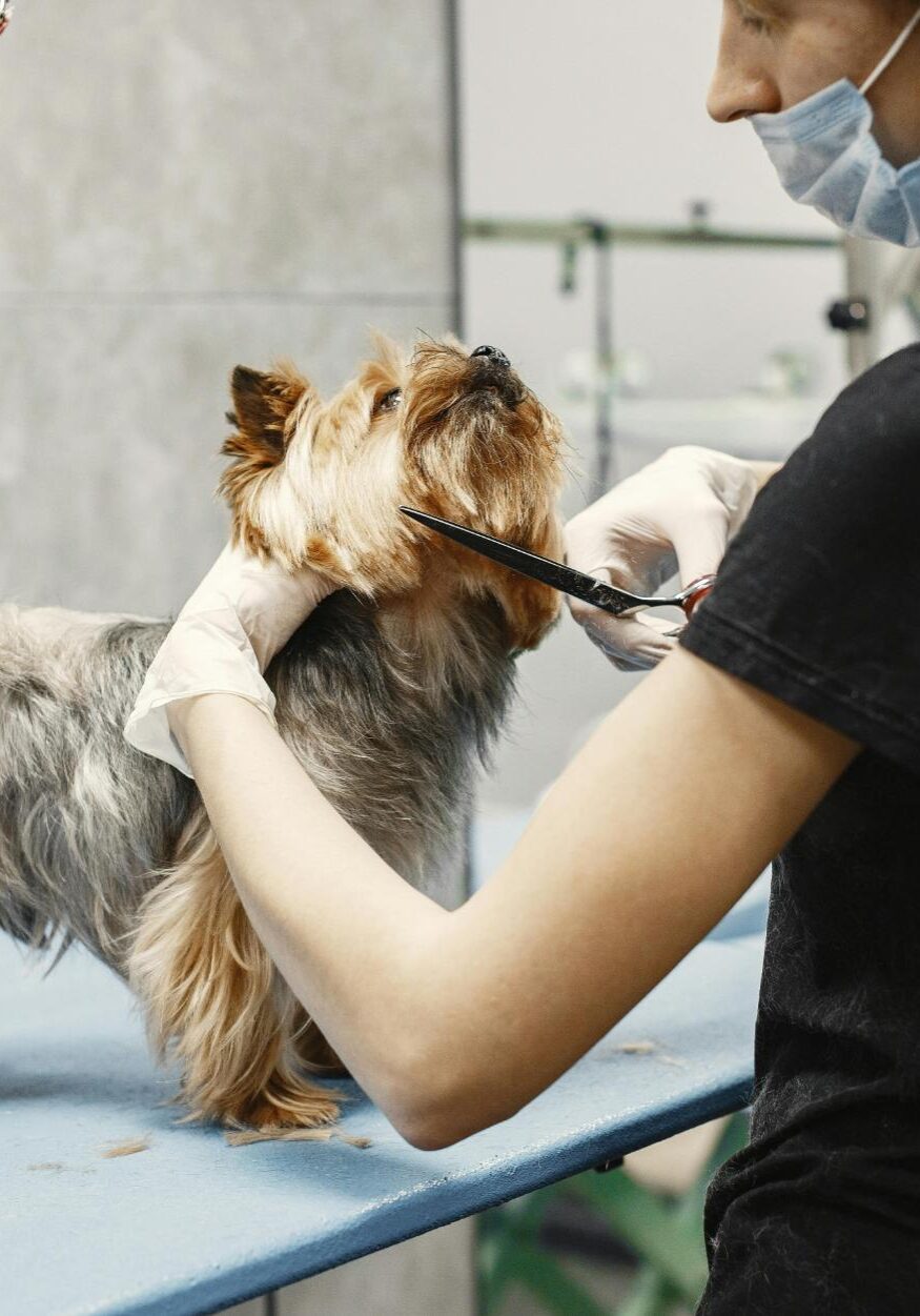 Pet De-Matting Services in Germantown, TN