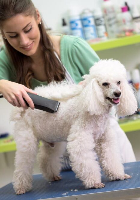 Dog De-Matting Services near me in Germantown, TN