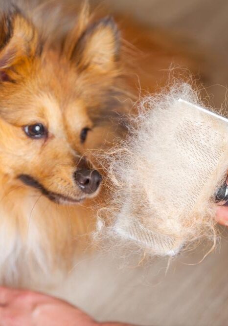 Pet De-Shedding Services near me in Germantown, TN