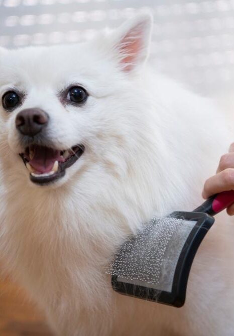 Dog De-Shedding Services near me in Germantown, TN