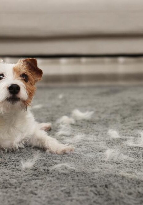 Dog De-Shedding Treatment near me in Germantown, TN