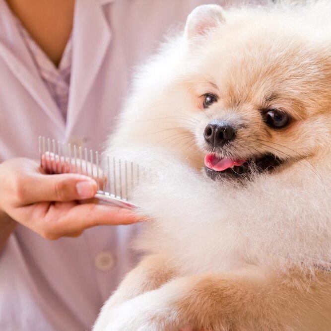 Dog De-Shedding Treatment in Germantown, TN