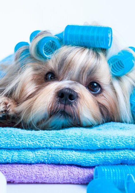 Dog Spa Services in Germantown, TN